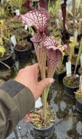 AB49 SH1026 Sarracenia cv Crimson Queen
