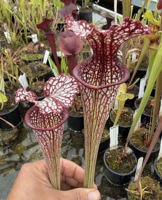 AB49 SH1026 Sarracenia cv Crimson Queen