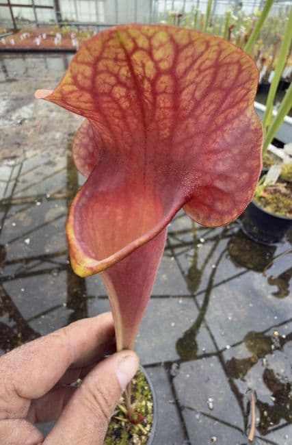 AB5 S.cv. Asbo x S.cv Peaches