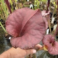 AB51 F13D S.flava var cuprea