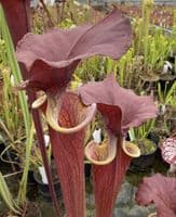 AB51 F13D S.flava var cuprea