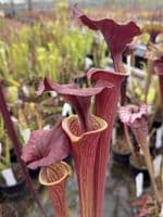 AB51 F13D S.flava var cuprea