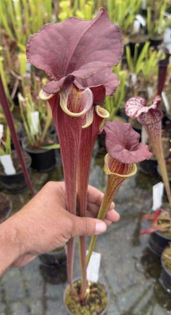 AB51 F13D S.flava var cuprea
