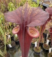 AB52 SF43 Sarracenia flava var rubricorporat - Giant