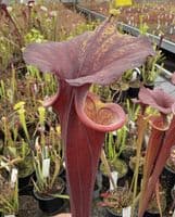 AB52 SF43 Sarracenia flava var rubricorporat - Giant