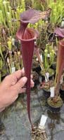 AB52 SF43 Sarracenia flava var rubricorporat - Giant