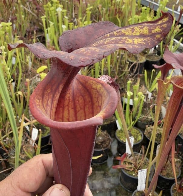 AB52 SF43 Sarracenia flava var rubricorporat - Giant