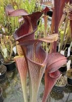 AB53 SA12 Sarracenia alata