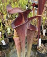 AB53 SA12 Sarracenia alata