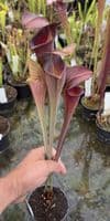 AB53 SA12 Sarracenia alata