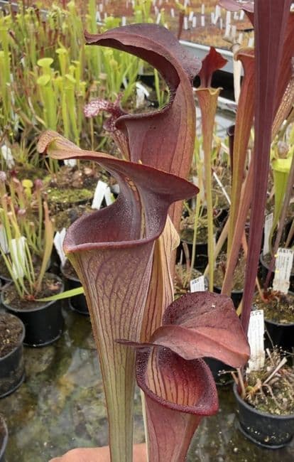 AB53 SA12 Sarracenia alata