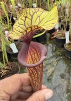 AB54 F88 S.flava var ornata