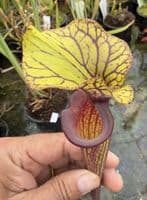 AB54 F88 S.flava var ornata