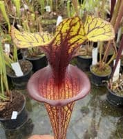 AB54 F88 S.flava var ornata
