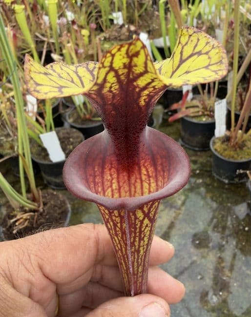 AB54 F88 S.flava var ornata