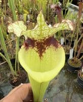 AB55 S.cv Leah Wilkerson x S.cv Juthatip Soper