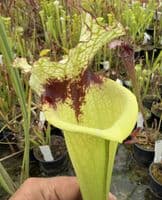 AB55 S.cv Leah Wilkerson x S.cv Juthatip Soper