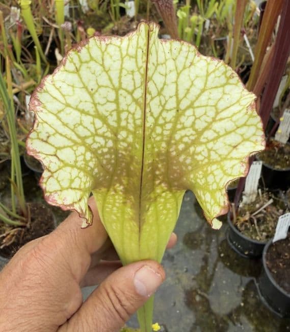 AB55 S.cv Leah Wilkerson x S.cv Juthatip Soper