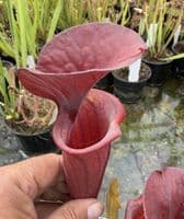 AB58 SH777 Sarracenia cv Barry Soper