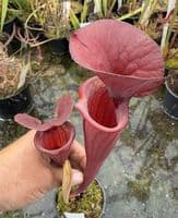 AB58 SH777 Sarracenia cv Barry Soper