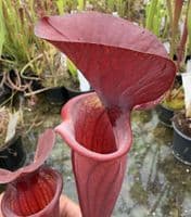 AB58 SH777 Sarracenia cv Barry Soper