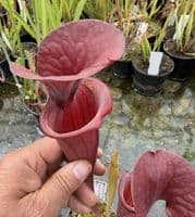 AB58 SH777 Sarracenia cv Barry Soper