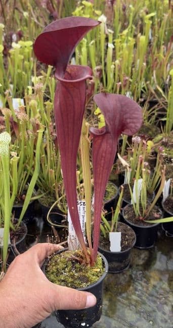 AB58 SH777 Sarracenia cv Barry Soper