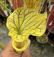 AB63 G1 S flava var ornata