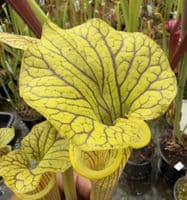AB63 G1 S flava var ornata