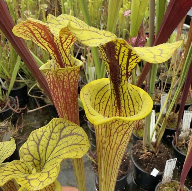 AB63 G1 S flava var ornata