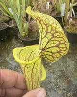 AB66 PF03 S x catesbaei Bengal tiger x S.flava var ornata