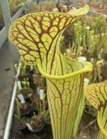 AB66 PF03 S x catesbaei Bengal tiger x S.flava var ornata