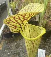 AB66 PF03 S x catesbaei Bengal tiger x S.flava var ornata