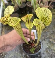 AB66 PF03 S x catesbaei Bengal tiger x S.flava var ornata