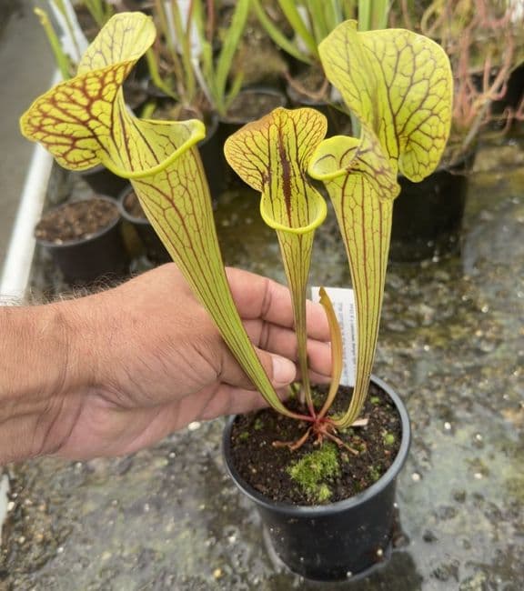 AB66 PF03 S x catesbaei Bengal tiger x S.flava var ornata