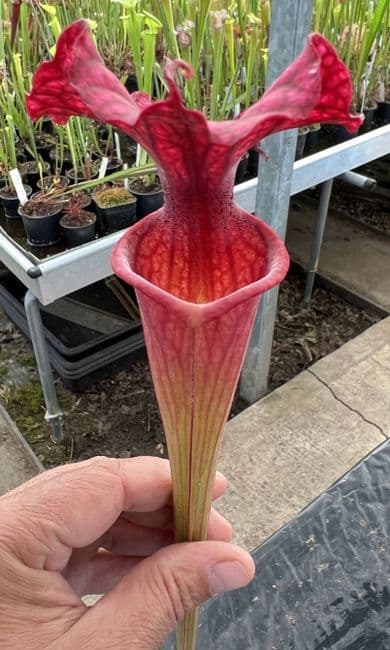 B33 G9 HC221 x S.x moorei Gulf