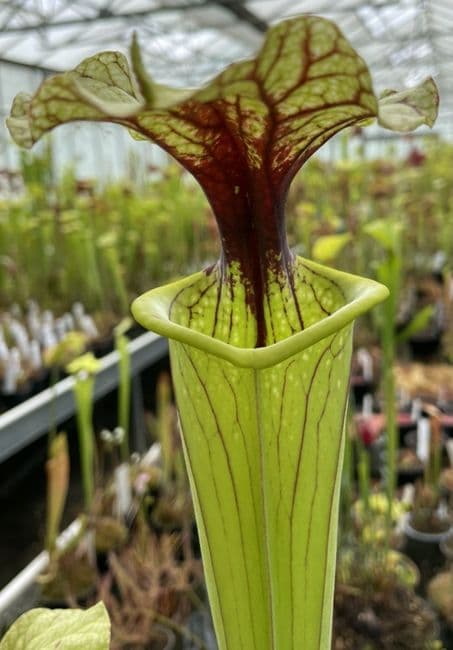 B5 G10 HC226 x S. X moorei select