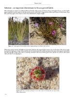 Carnivorous plants of Australia Magnum opus Vol 1