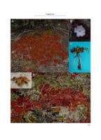 Carnivorous Plants of Australia Magnum Opus Vol 2