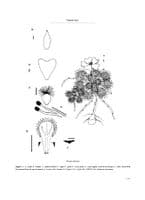 Carnivorous Plants of Australia Magnum Opus Vol 2