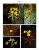 Carnivorous Plants Of Australia Magnum Opus Vol 3