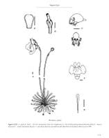Carnivorous Plants Of Australia Magnum Opus Vol 3