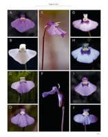 Carnivorous Plants Of Australia Magnum Opus Vol 3