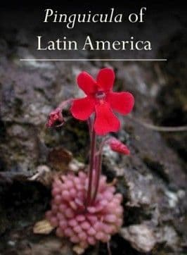 Pinguicula of Latin America