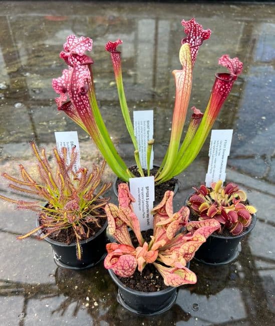 Beginner's Collection | Hampshire Carnivorous Plants