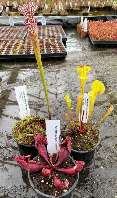Sarracenia species | Collections | Hampshire Carnivorous Plants