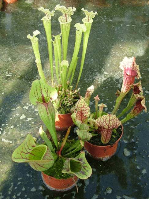 Sarracenia Hybrid collection | Hampshire Carnivorous Plants