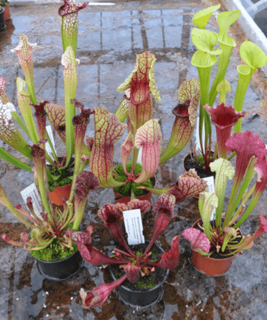 Sarracenia collection | Hampshire Carnivorous Plants