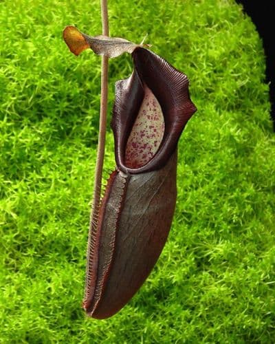 BE3036 Nepenthes bongso