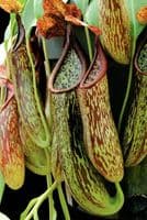 BE3046 N. copelandii – assorted clones